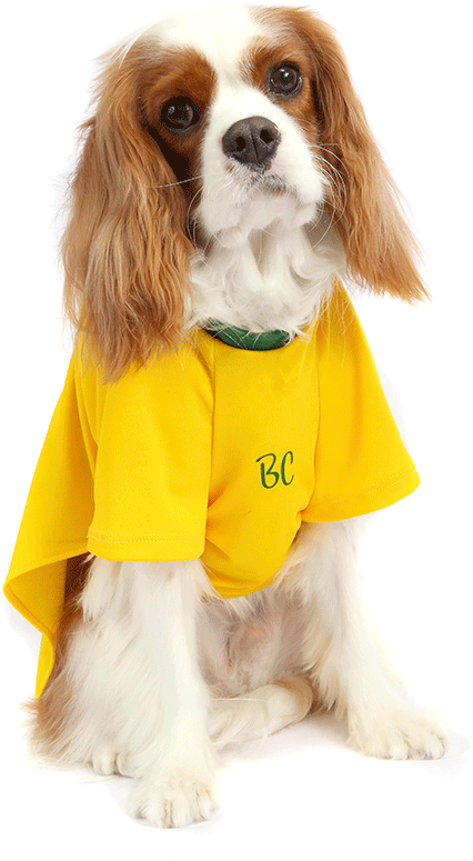 Camiseta Brasil Bichinho Chic para Cães e Gatos - Tam. 09