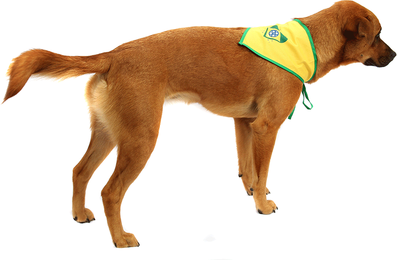 Bandana Brasil Bichinho Chic para Cães e Gatos - Tam. PP