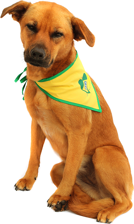 Bandana Brasil Bichinho Chic para Cães e Gatos - Tam. PP