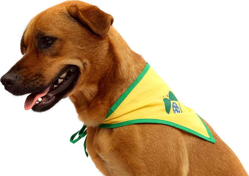 Bandana Brasil Bichinho Chic para Cães e Gatos - Tam. PP