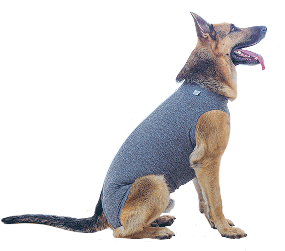 Roupa Pós Cirurgica Abdominal Pet Designer Cinza para Cães - Tam. 10
