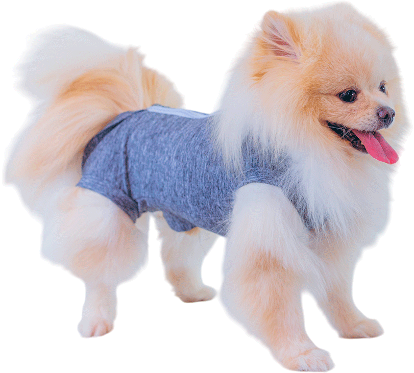Roupa Pós Cirurgica Abdominal Pet Designer Cinza para Cães - Tam. 10