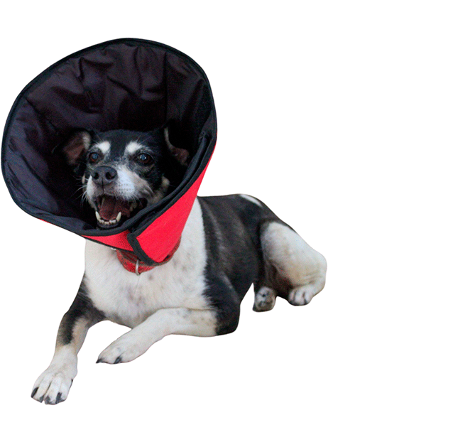 Colar Elizabetano Pet Designer Vermelho para Cães - Tam. 04