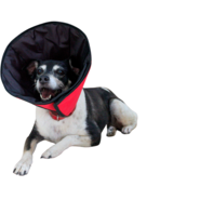 Colar Elizabetano Pet Designer Vermelho para Cães - Tam. 08