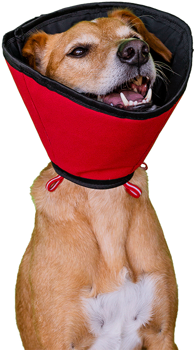 Colar Elizabetano Pet Designer Vermelho para Cães - Tam. 04