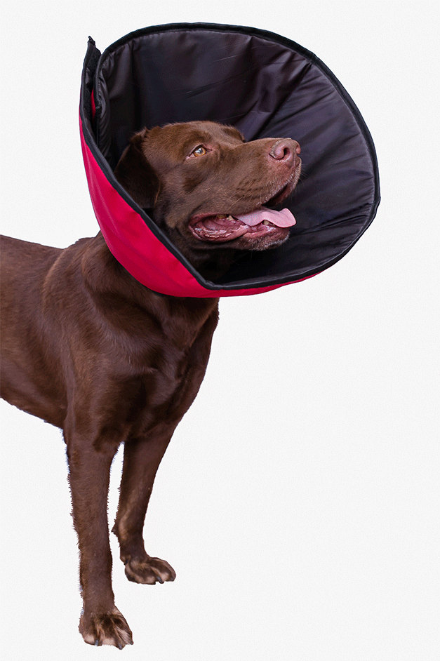Colar Elizabetano Pet Designer Vermelho para Cães - Tam. 04
