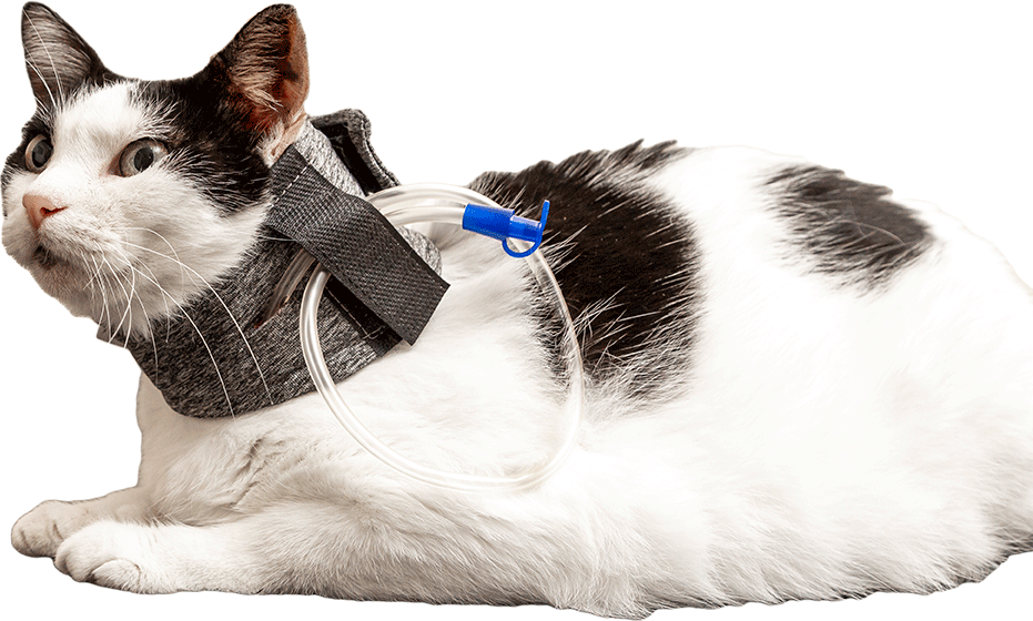Colar Protetor para Sonda Esofágica Pet Designer Cinza - Tam. 03