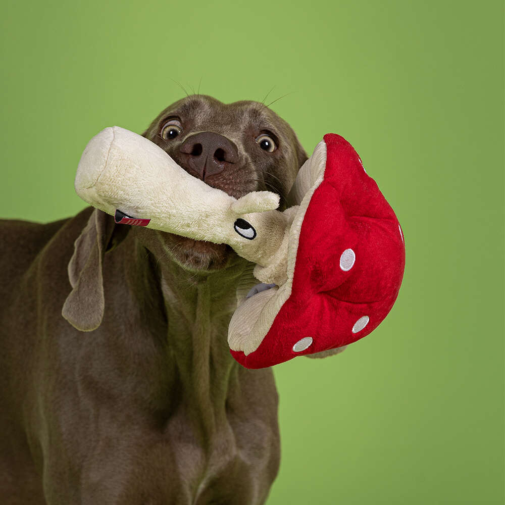 Brinquedo Pelúcia Qmonster Cogumelo Vermelho para Cães - Tam. Único