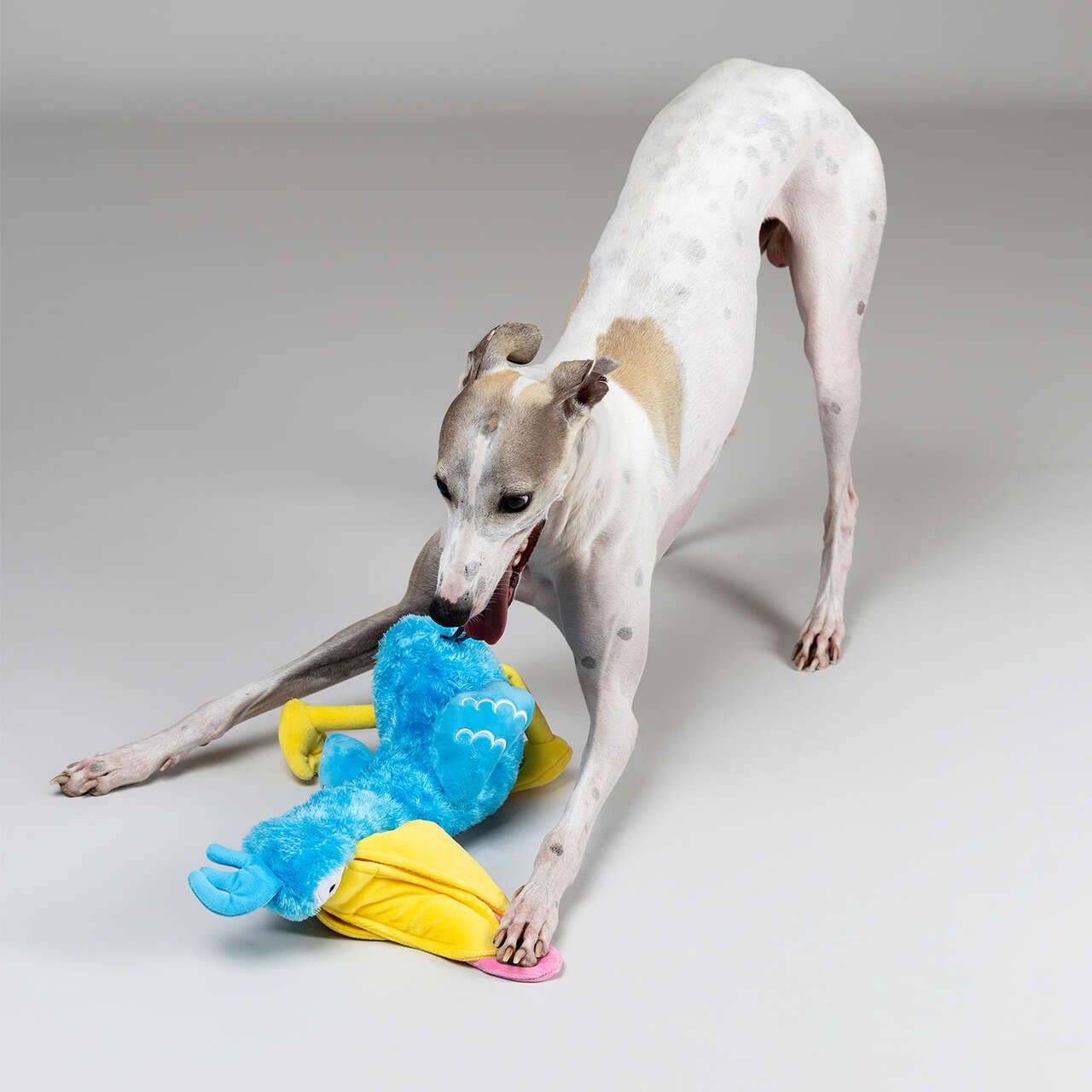 Brinquedo Pelúcia Qmonster Pelicana Dada Azul para Cães - Tam. Único
