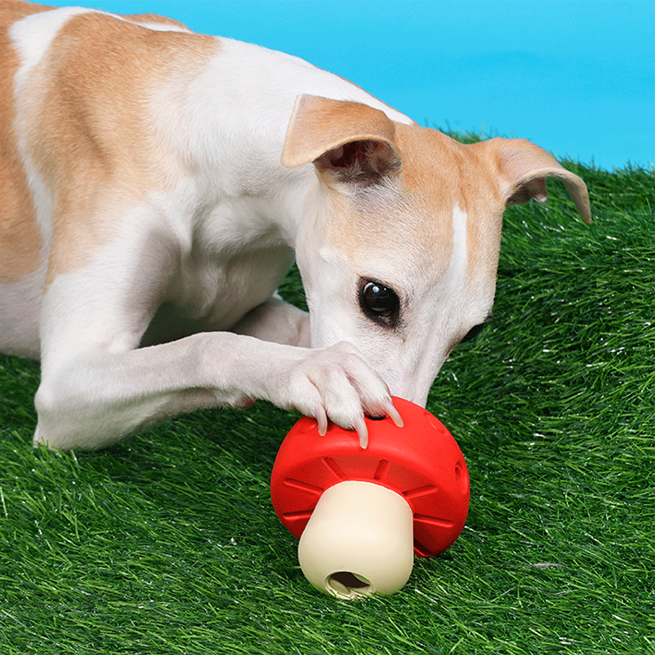 Brinquedo Interativo Zeze Cogumelo Vermelho e Verde para Cães - Tam. Único