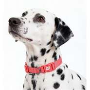 Coleira Future Pet Vermelho Argila para Cães - Tam. M