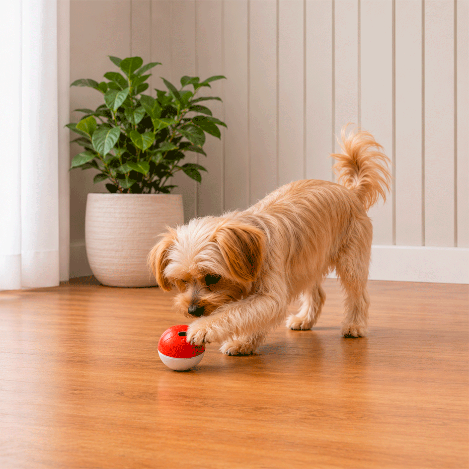 Brinquedo Amicus Crazy Ball Vermelho e Branco para Cães e Gatos - Tam. P