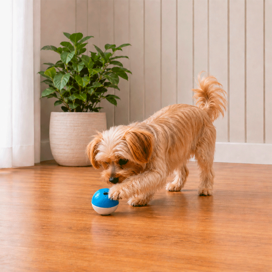 Brinquedo Amicus Crazy Ball Azul e Branco para Cães e Gatos - Tam. P