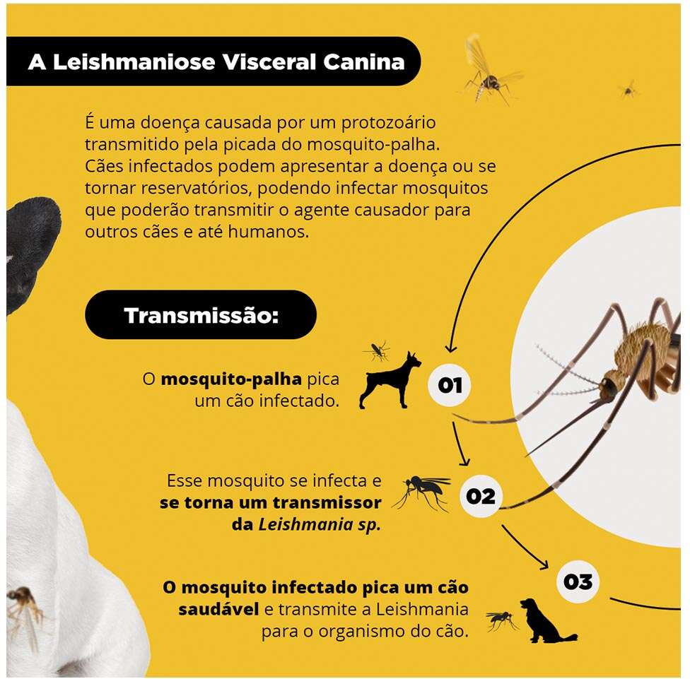 Coleira Antiparasitário MSD Scalibor Tam. P - 48 cm