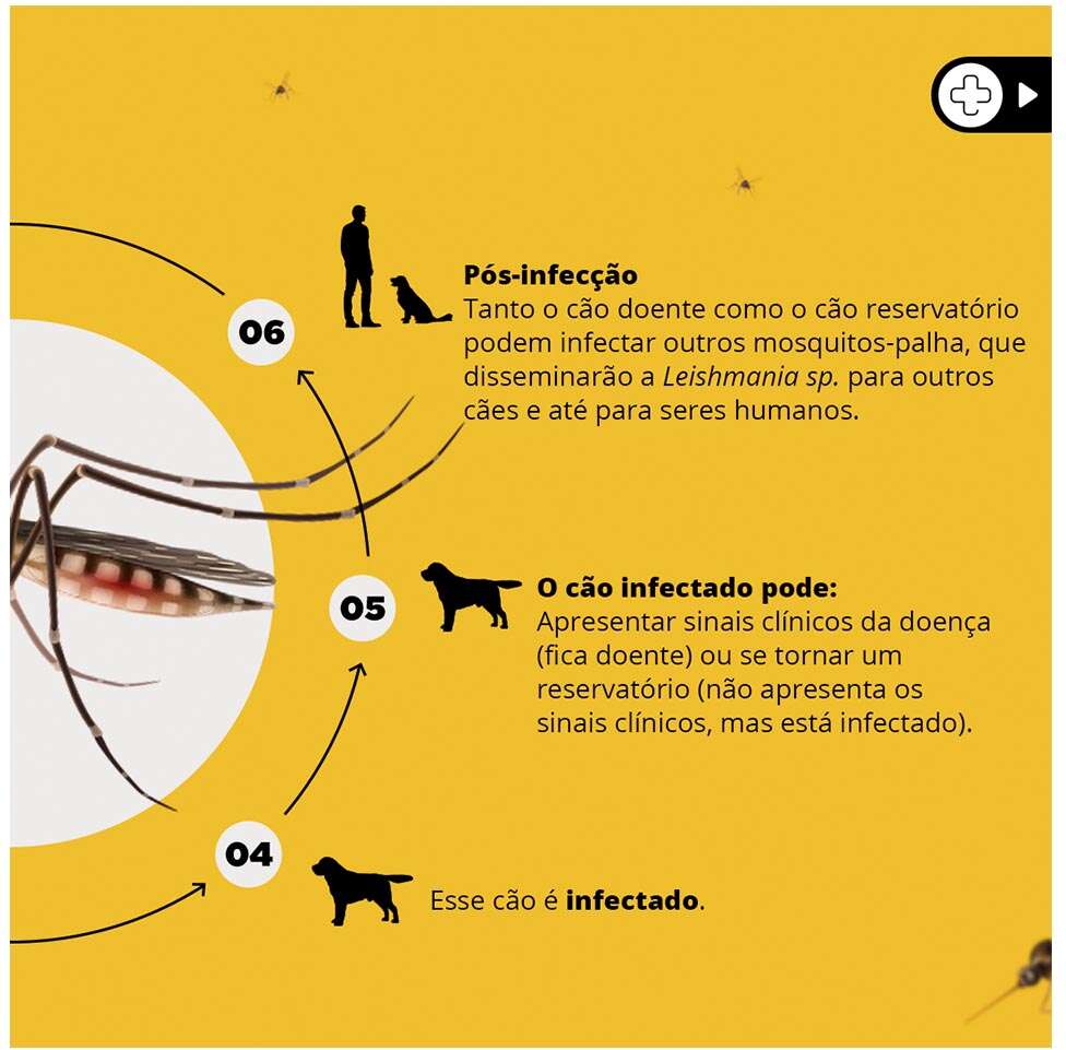 Coleira Antiparasitário MSD Scalibor Tam. P - 48 cm
