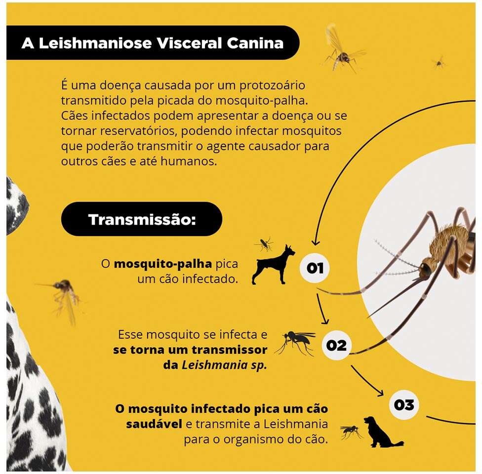 Coleira MSD Scalibor Antiparasitas para Cães - 65 cm