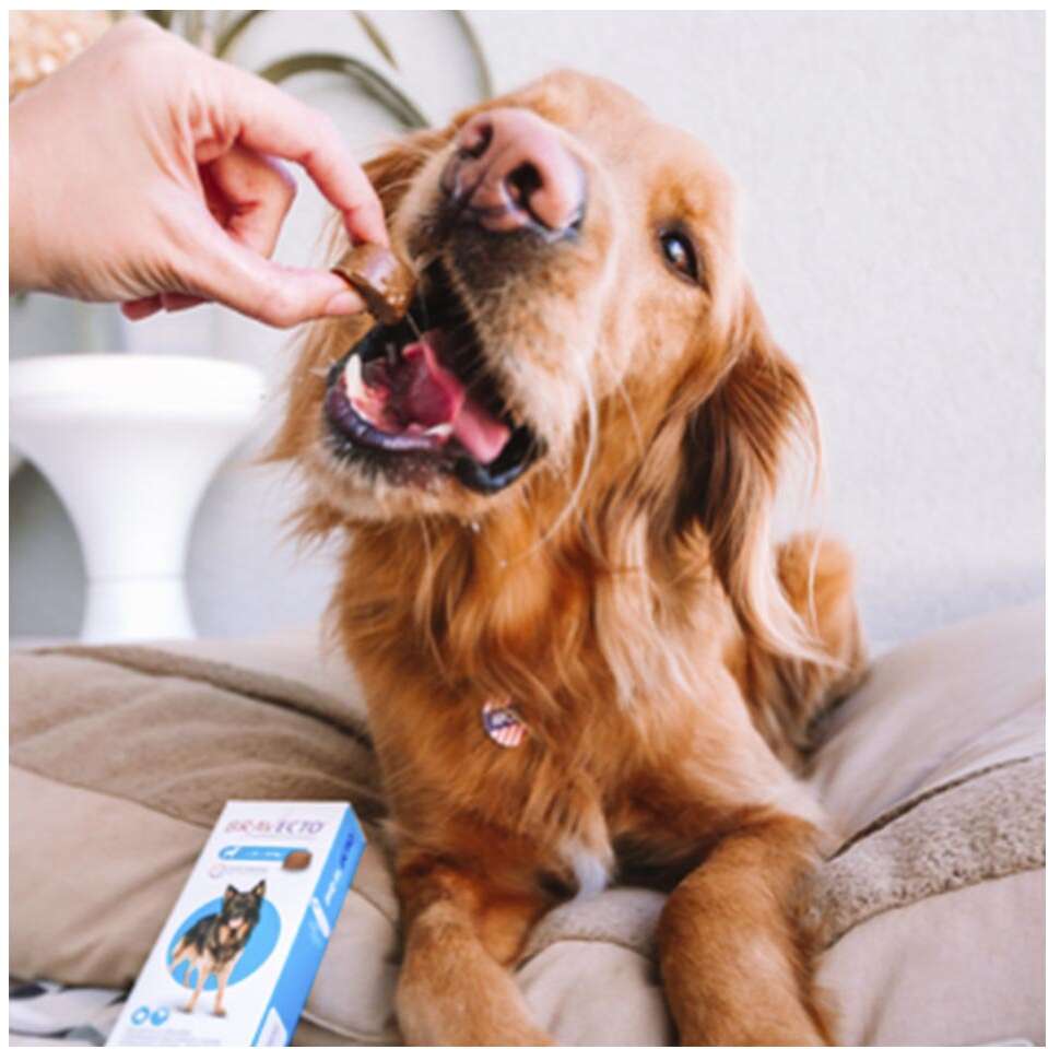 Antipulgas e Carrapatos Bravecto 1000 mg para Cães de 20 a 40Kg - 1 Comprimido