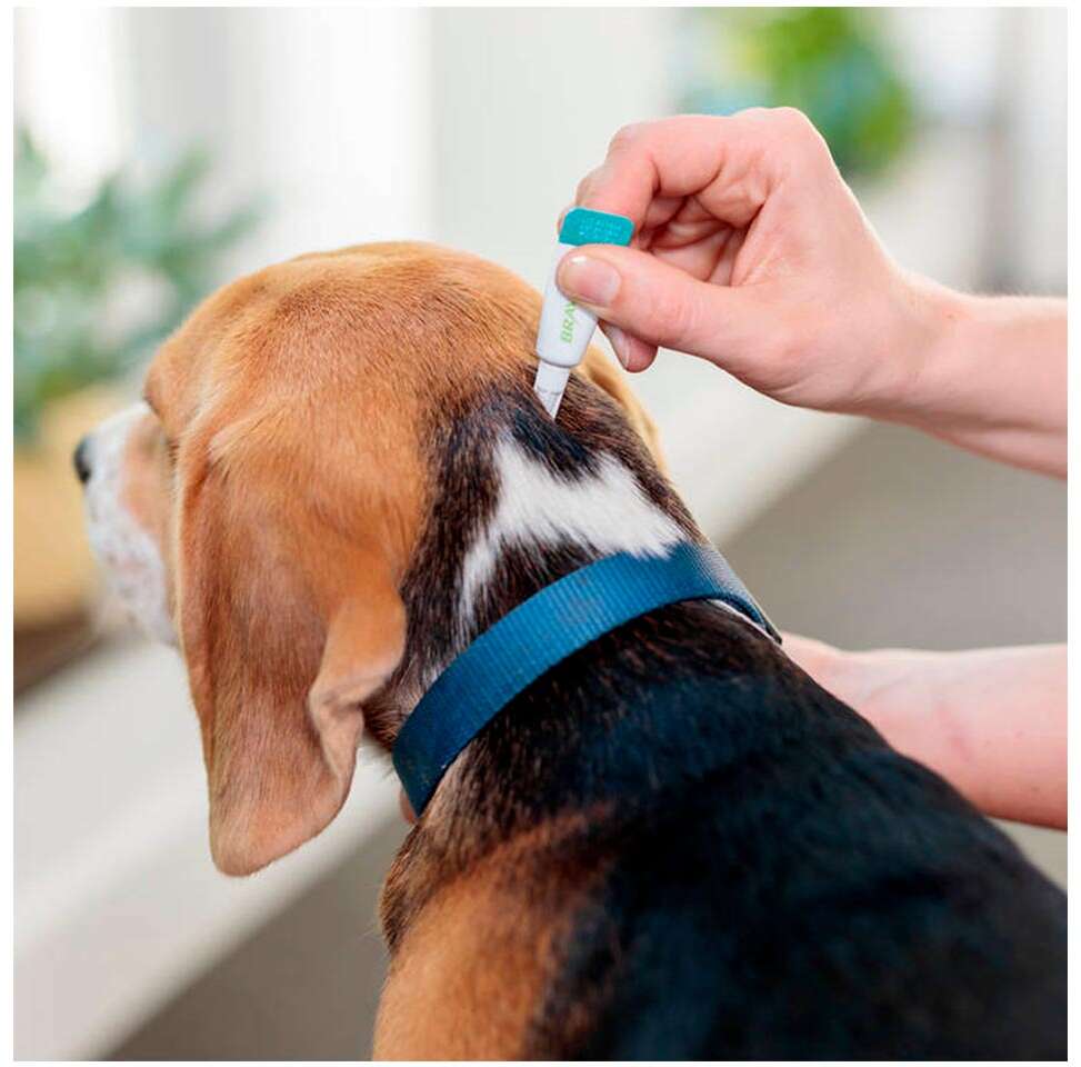 Antipulgas e Carrapatos Bravecto Transdermal 112,5 mg para Cães de 2 a 4,5Kg - 1 Pipeta