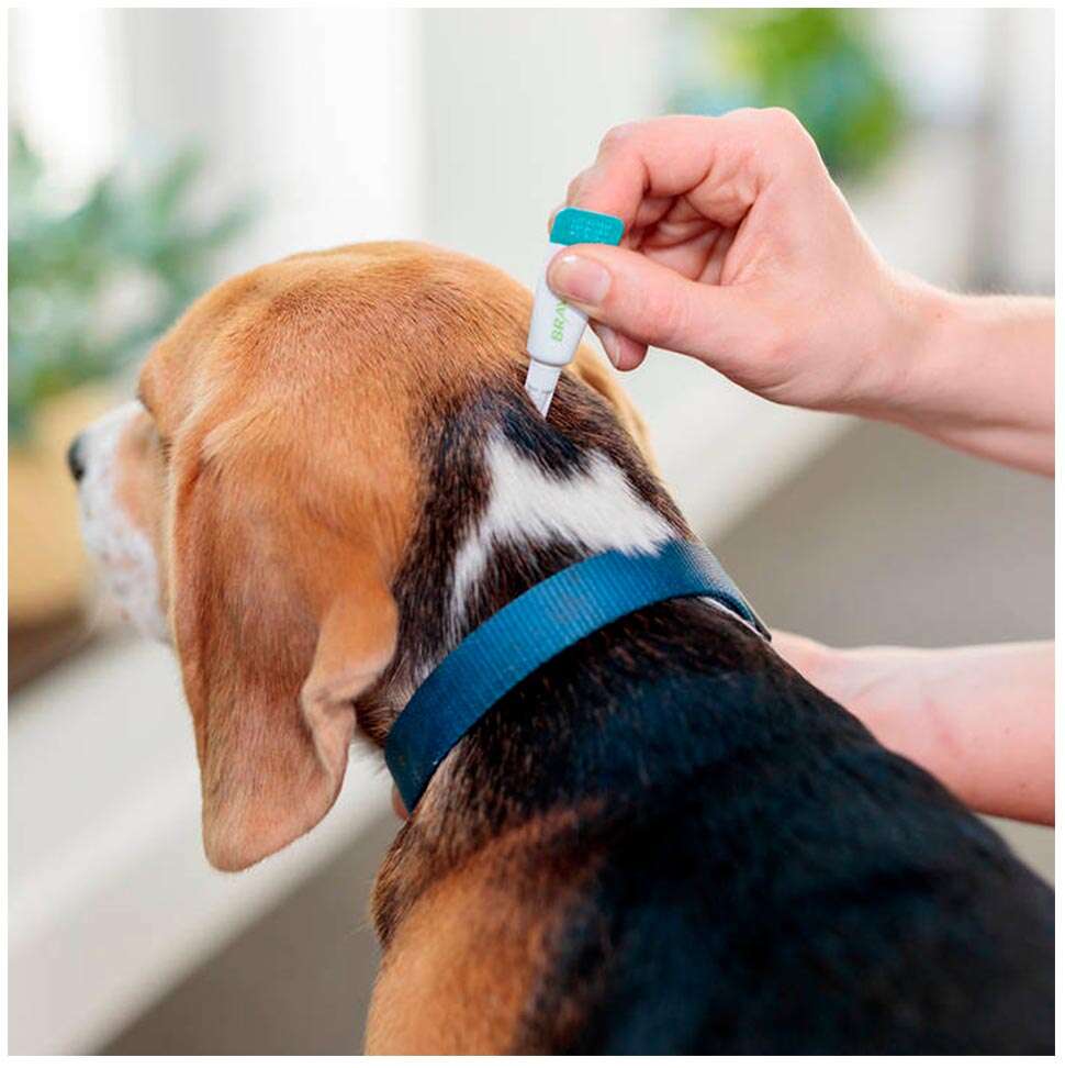 Antipulgas e Carrapatos Bravecto Transdermal 250 mg para Cães de 4,5 a 10Kg - 1 Pipeta