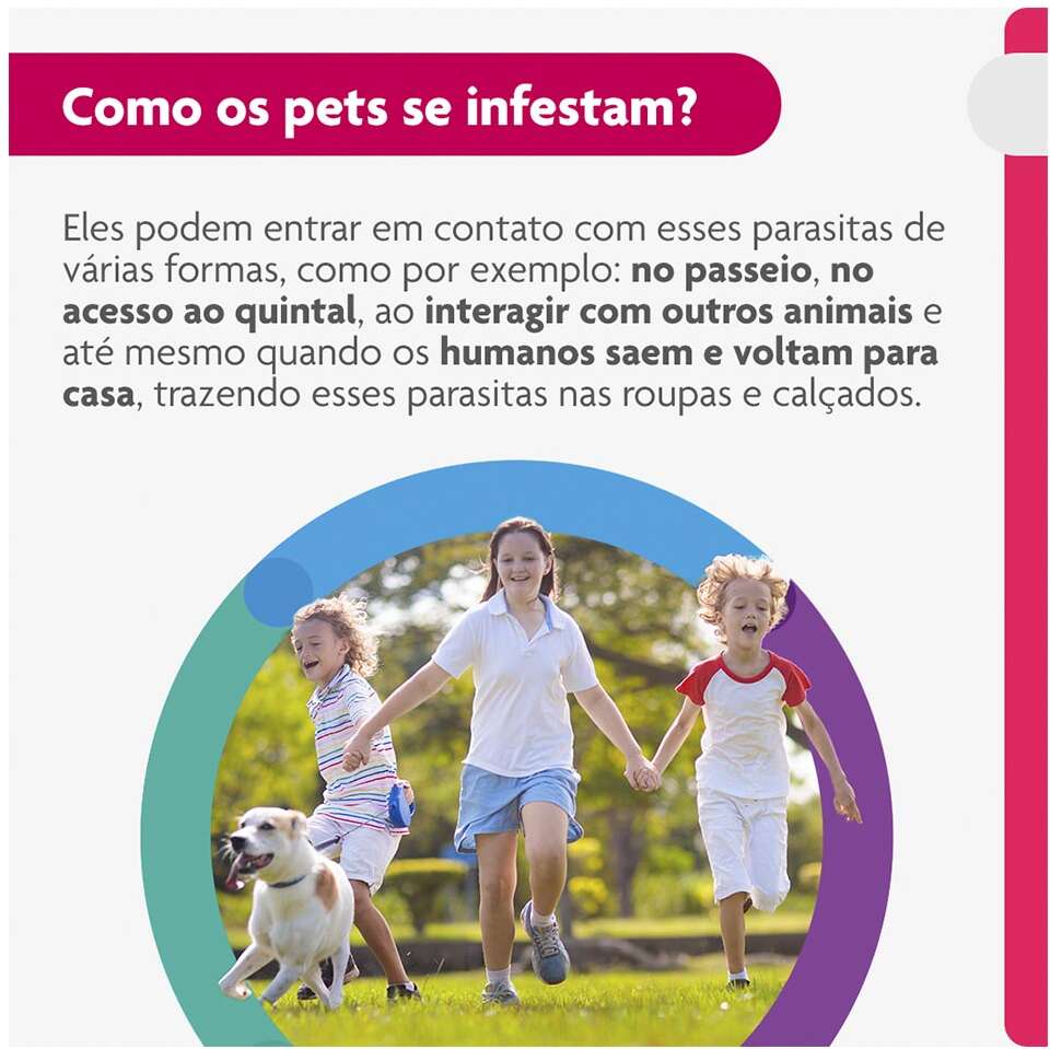 Antipulgas e Carrapatos Bravecto Transdermal 500 mg para Cães de 10 a 20Kg - 1 Pipeta