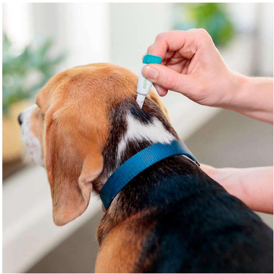 Antipulgas e Carrapatos Bravecto Transdermal 1000 mg para Cães de 20 a 40Kg - 1 Pipeta