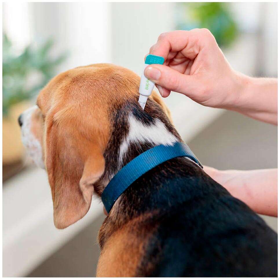 Antipulgas e Carrapatos Bravecto Transdermal 1400 mg para Cães de 40 a 56Kg - 1 Pipeta