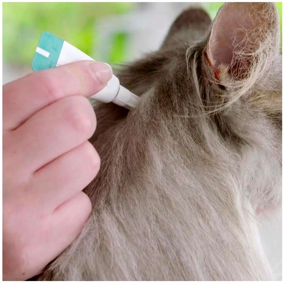 Antipulgas Bravecto Transdermal 112,5 mg para Gatos de 1,2 a 2,8Kg - 1 Pipeta