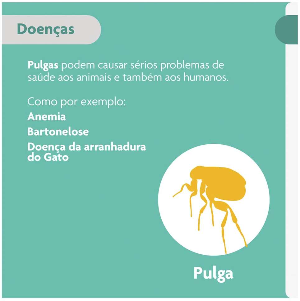 Antipulgas Bravecto Transdermal 112,5 mg para Gatos de 1,2 a 2,8Kg - 1 Pipeta