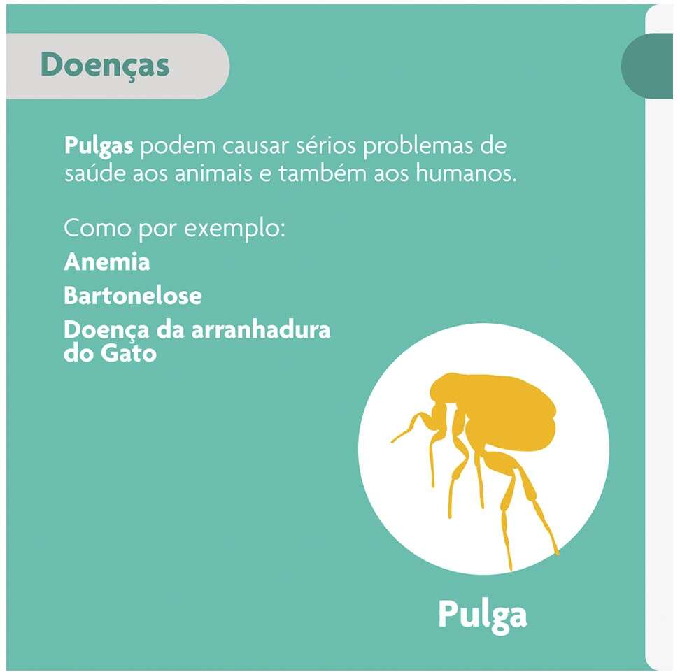 Antipulgas Bravecto Transdermal 250 mg para Gatos de 2,8 a 6,25Kg - 1 Pipeta