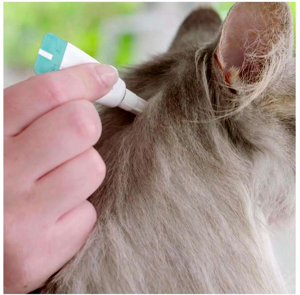 Antipulgas Bravecto Transdermal Plus 112,5 mg para Gatos de 1,2 a 2,8Kg - 1 Pipeta