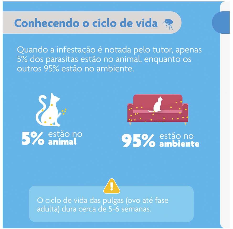 Antipulgas Bravecto Transdermal Plus 112,5 mg para Gatos de 1,2 a 2,8Kg - 1 Pipeta
