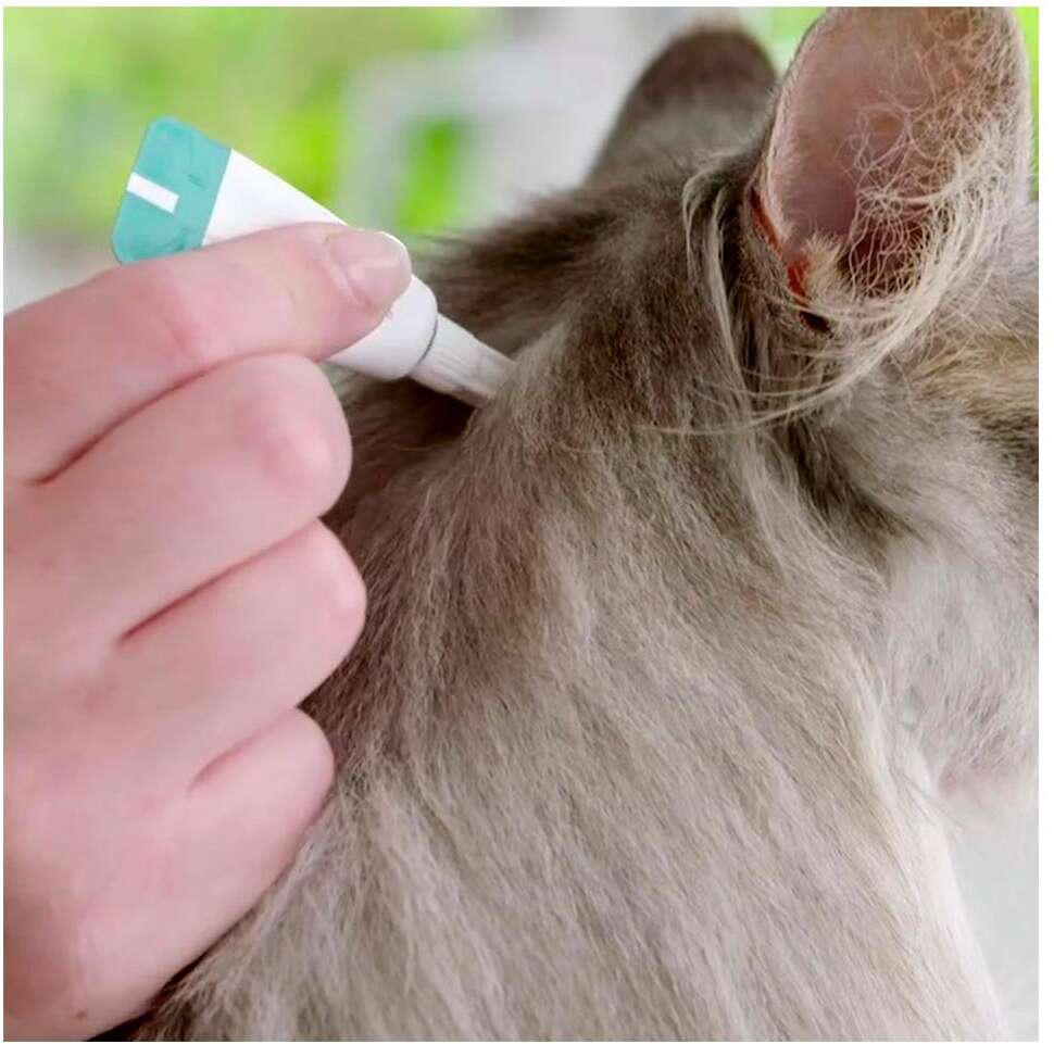 Antipulgas Bravecto Transdermal Plus 280 mg para Gatos de 2,8 a 6,25Kg - 1 Pipeta