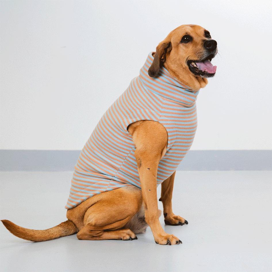 Suéter Pacco Puppy Retro Listrado Azul e Marrom para Cães - Tam. EXG