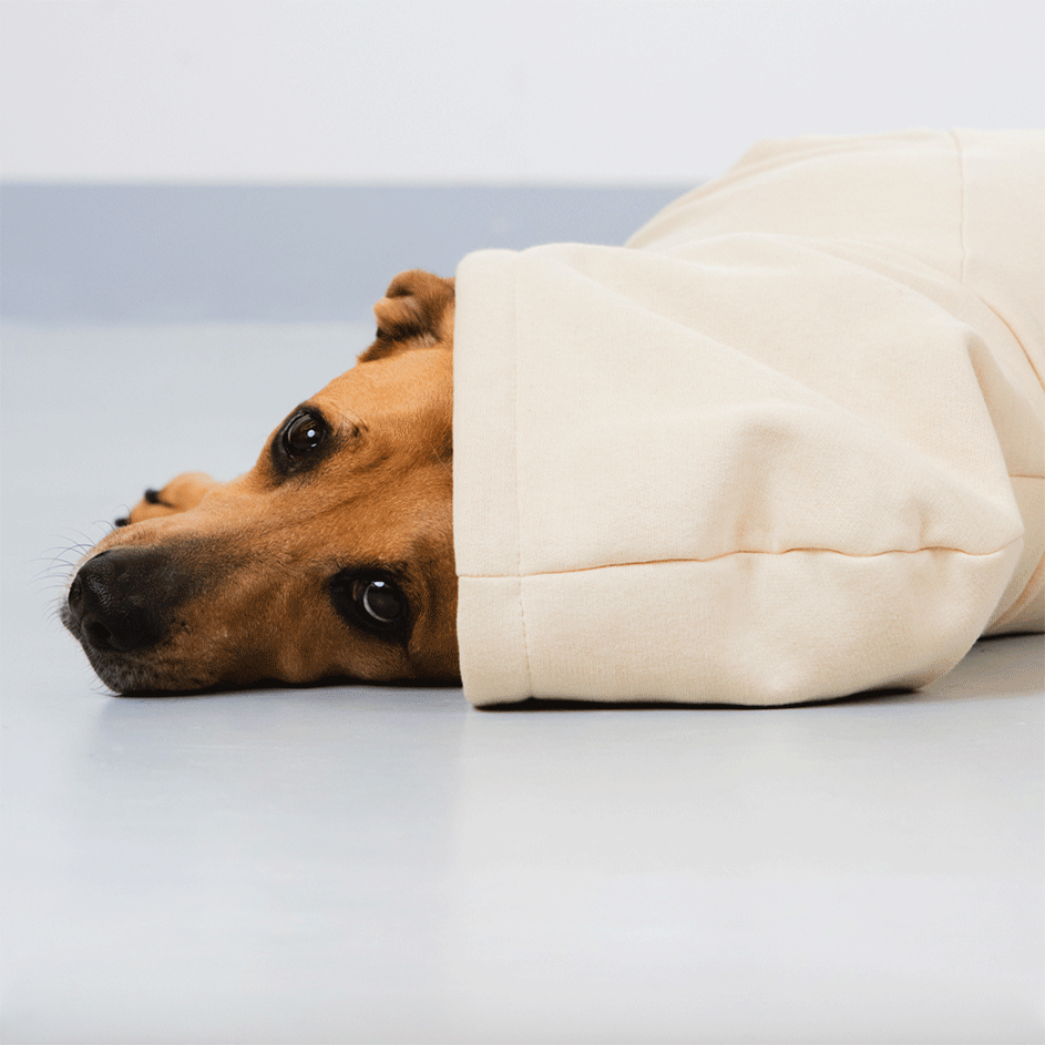 Moletom Pacco Puppy Caju para Cães - Tam. EXG