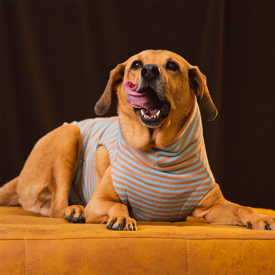 Suéter Pacco Puppy Retro Listrado Azul e Marrom para Cães - Tam. EXG