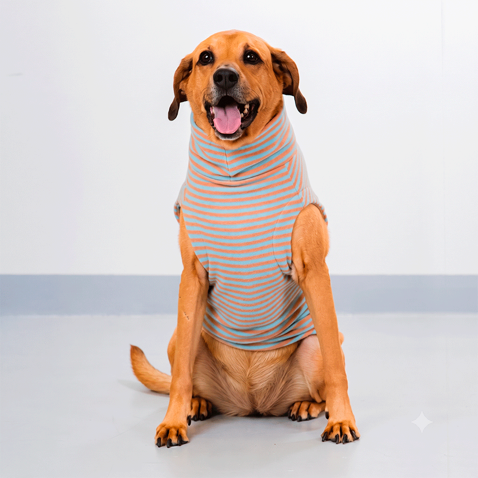 Suéter Pacco Puppy Retro Listrado Azul e Marrom para Cães - Tam. EXG