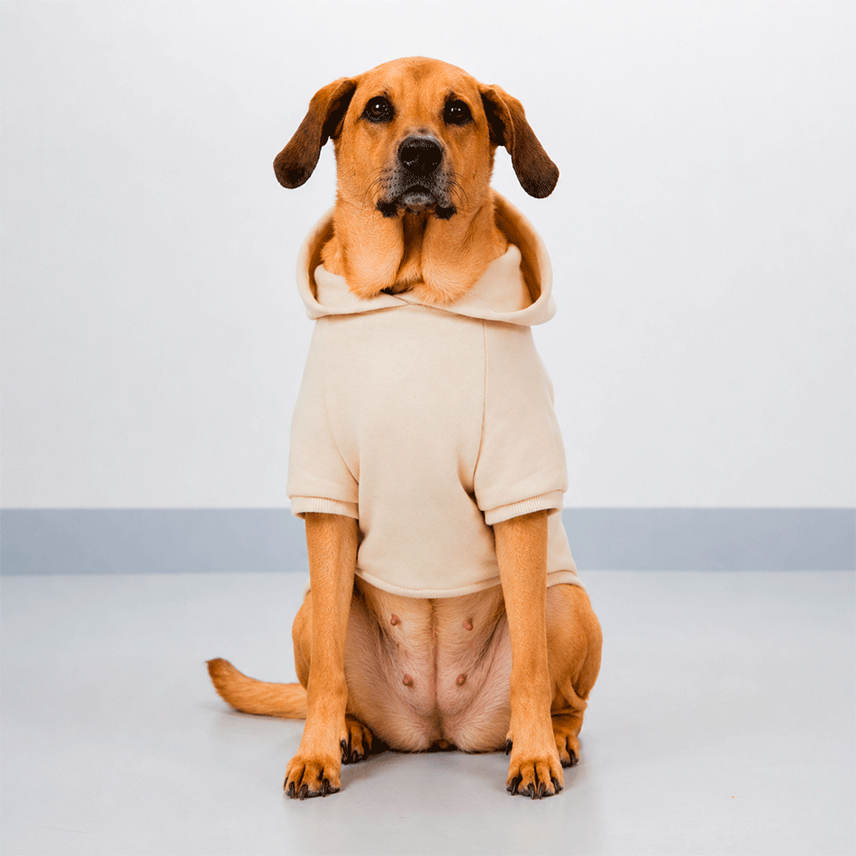 Moletom Pacco Puppy Caju para Cães - Tam. EXG