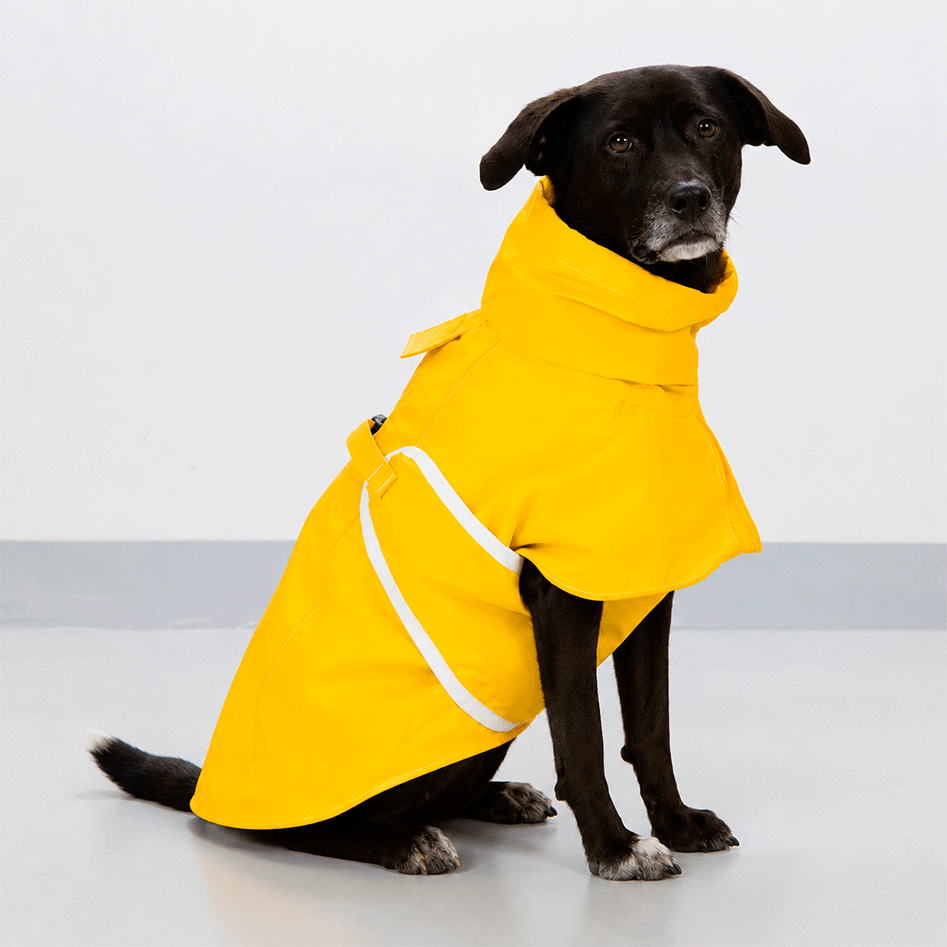 Capa de Chuva Pacco Puppy Aqua Amarelo para Cães - Tam. EXG
