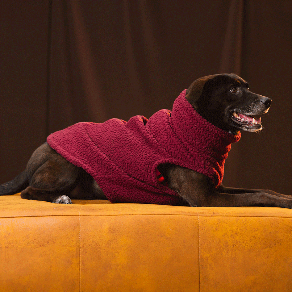Colete Pacco Puppy Carneirinho Zip Amora para Cães - Tam. EXG
