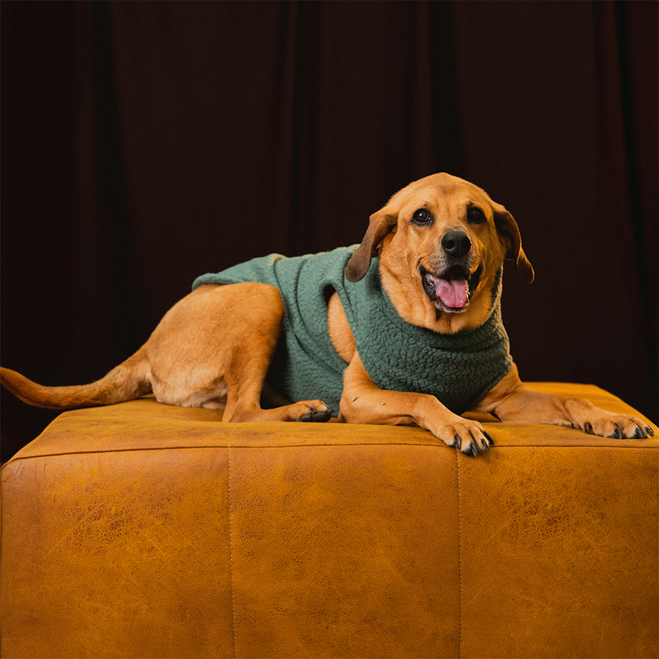 Colete Pacco Puppy Carneirinho Zip Verde Salvia para Cães - Tam. EXG