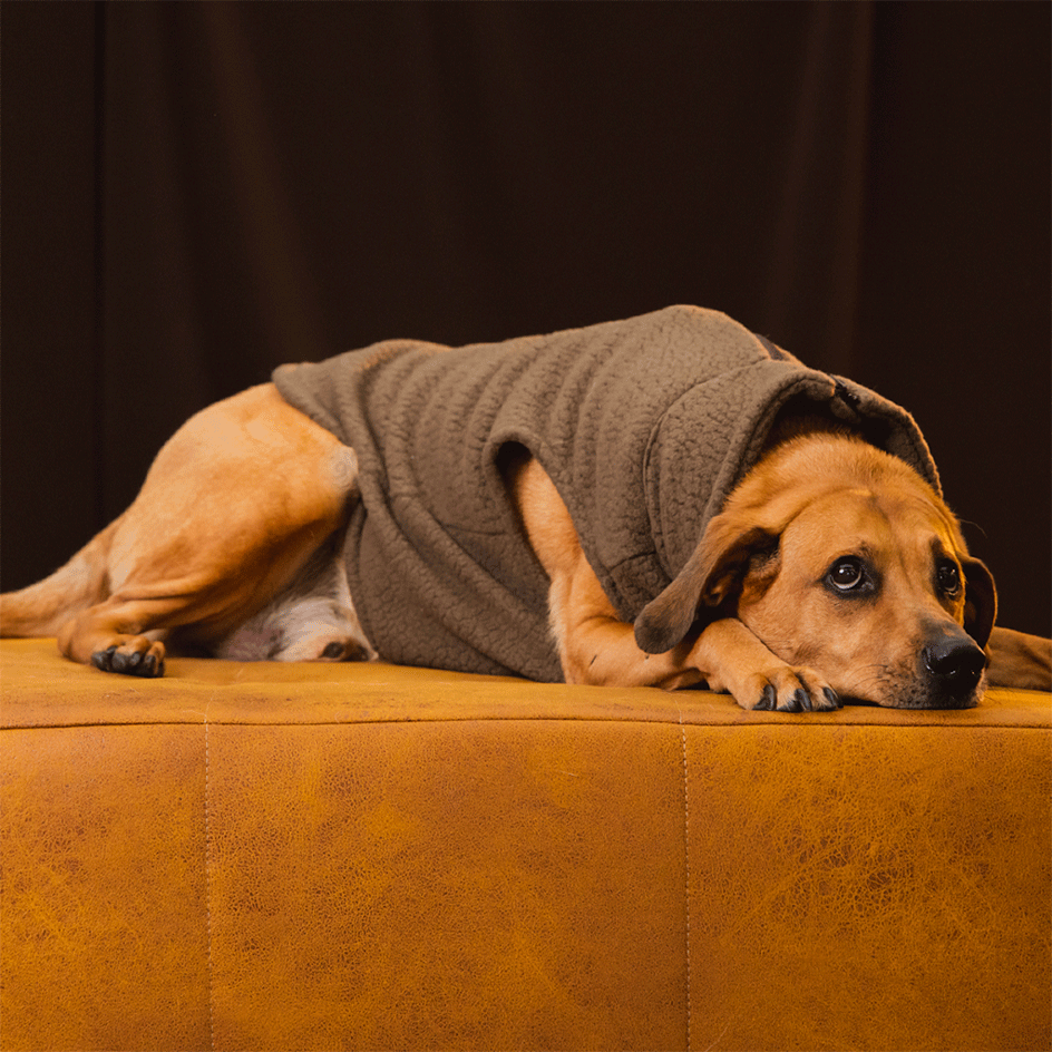 Colete Pacco Puppy Carneirinho Zip Marrom para Cães - Tam. EXG