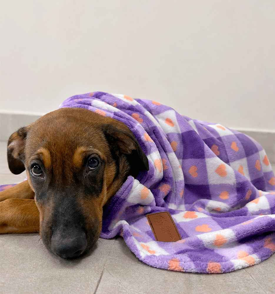 Cobertor Fábrica Pet Ultra Soft Fofo - Tam. Único