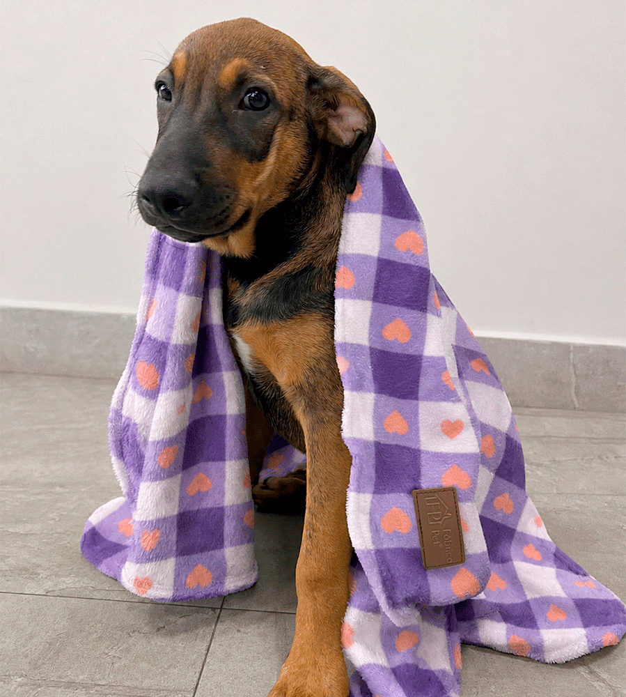 Cobertor Fábrica Pet Ultra Soft Fofo - Tam. Único