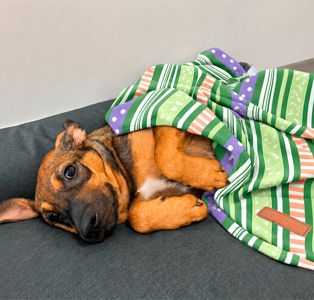 Cobertor Fábrica Pet Ultra Soft Pinguim - Tam. Único