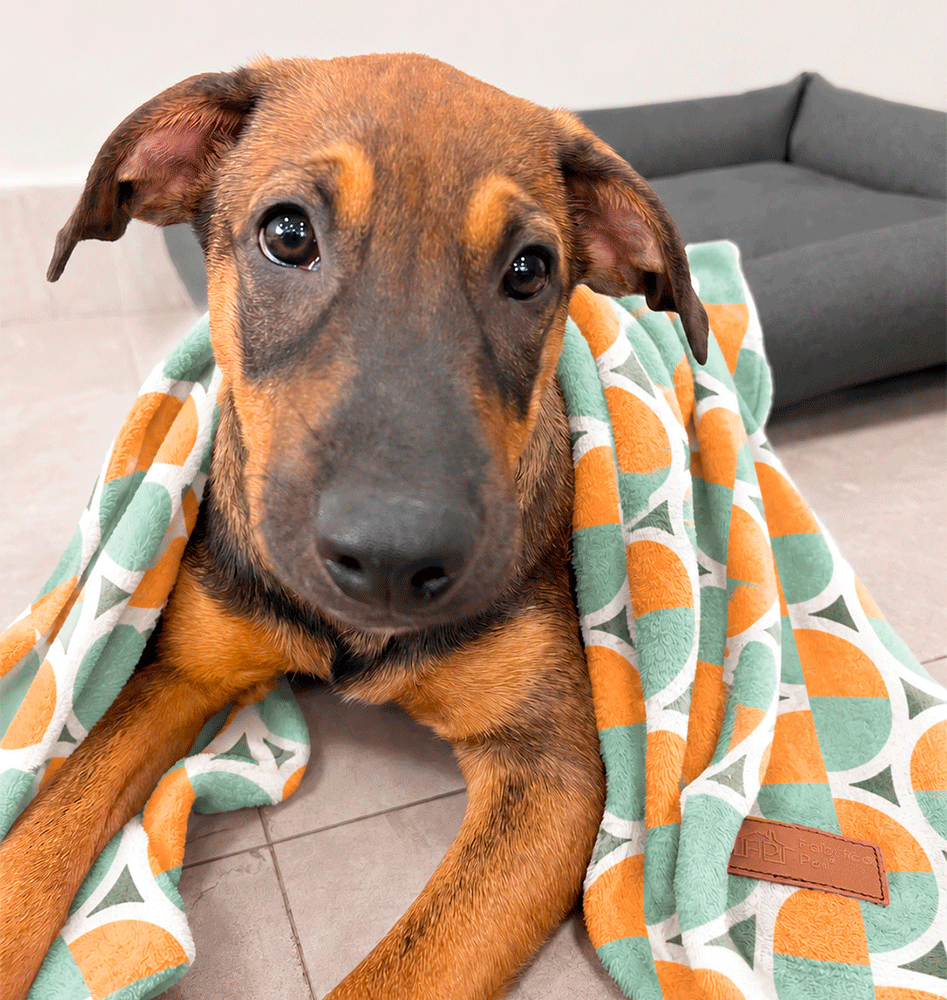 Cobertor Fábrica Pet Ultra Soft Ursinhos Carinhosos - Tam. Único