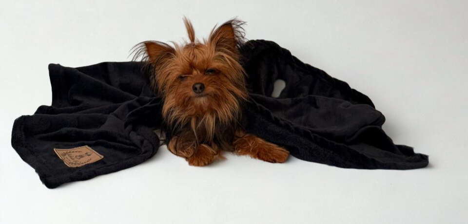 Cobertor Bichinho Chic Basic Preto para Cães e Gatos - Tam. M