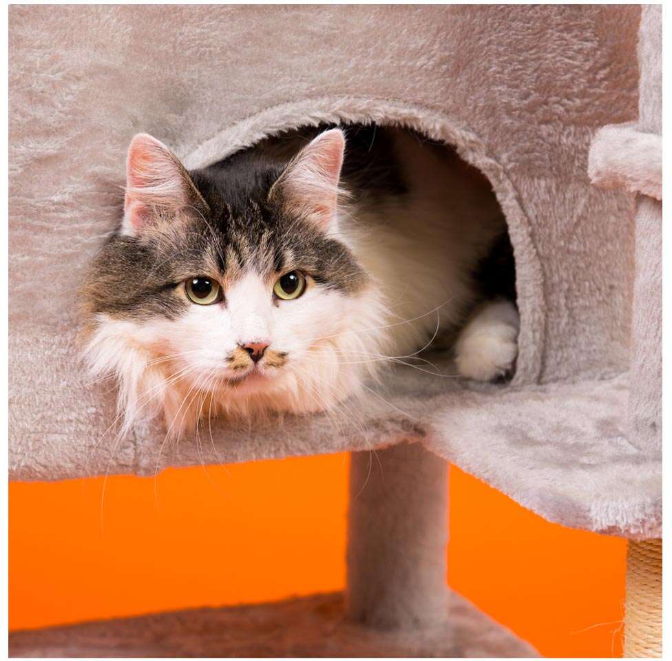Brinquedo Arranhador Torre Meau 5 andares para Gatos - Tam. Único