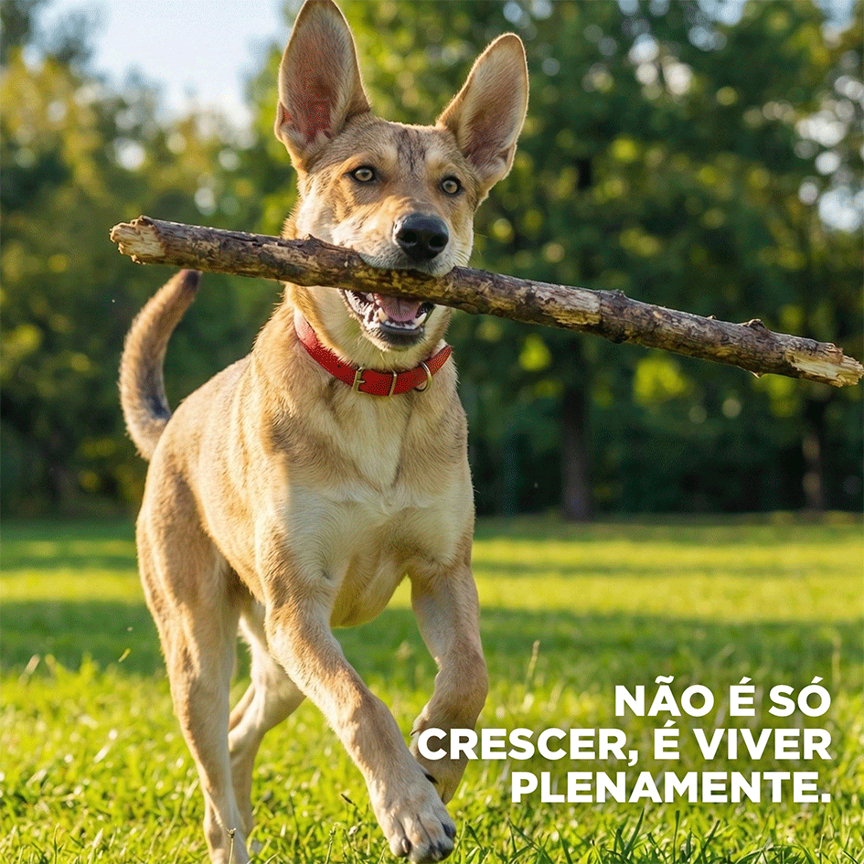 Ração Seca Hill's Science Diet para Cães Adultos - 6,8Kg