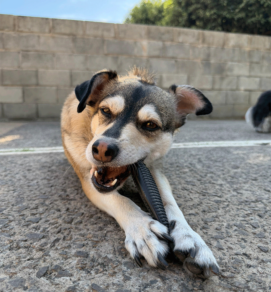 Brinquedo Mordedor Biobone Peixe Mordida Extra Forte para Cães - Tam. Único