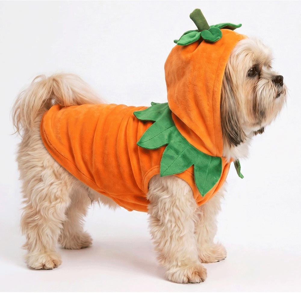 Fantasia Meau Halloween Abóbora - Tam. GG